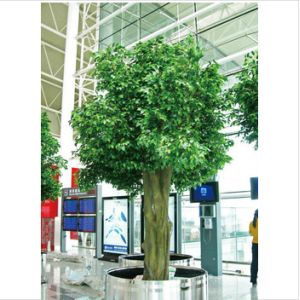 Quality Ficus Silk Tree for sale