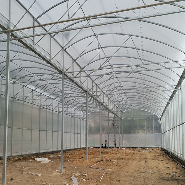 High Roof Plastic Uv Greenhouse With Natural Ventilation For Rainy Climates