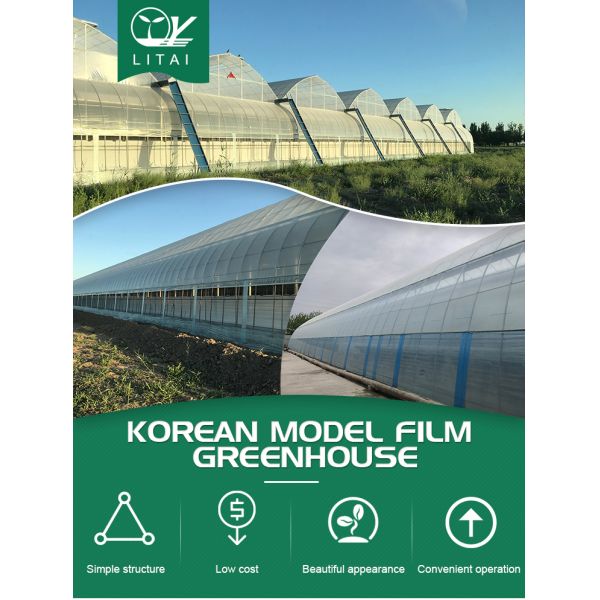 Automatical Controlling System Galvanized Steel Frame Film Greenhouse for Agriculture