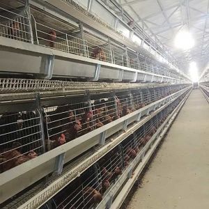 China 128 - 256 Birds / Set Layer Chicken Cage 120 * 60 * 70cm Size With Running Feeder on sale