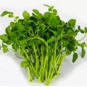 Nasturtium P.E./ Watercress Extract, stop coughing, diuresis, beneficial to