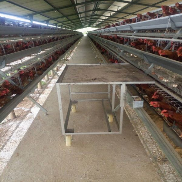 Buy A Type H Type Layer Chicken Battery Cage System Poultry Layer Breeding Equipment at wholesale prices