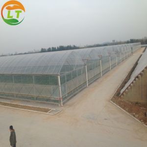 China Galvanized Square Steel Pipe Multi-span Film Greenhouse for Irrigation and Ventilation on sale
