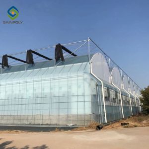 Elasticity 2.5mm 120km/H Multi Span Film Greenhouse