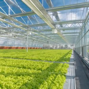 Commercial Venlo Glass Greenhouse Growing Strawberries