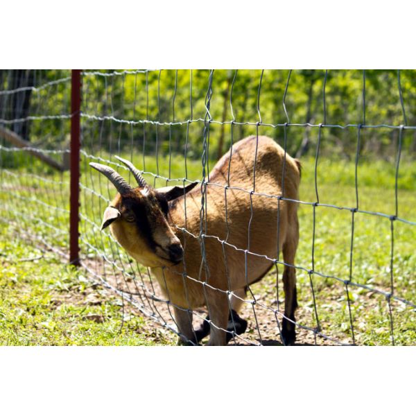 Galvanized Wire Mesh Fence Field 164ft Zoo Wild Fencing Roll Hardware