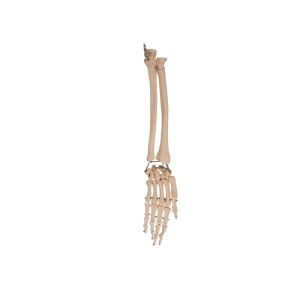 Palm Elbow Joint Anatomy Radial Bone For Medical Training
