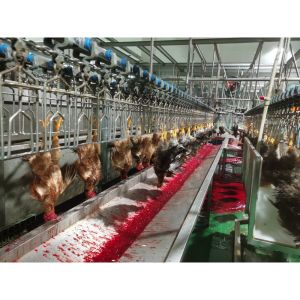 Good Effect Automatic Chicken Slaughtering Machine Easy Operation Automatic