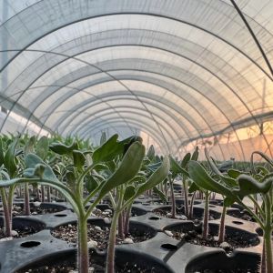 Multi Span Commercial Greenhouse With Hydroponics System Custom