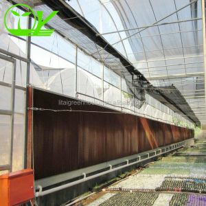 Our Top-Notch Polycarbonate Greenhouse Single Layer 30-100m Length