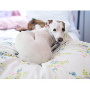 High Fill Power Household Duvets