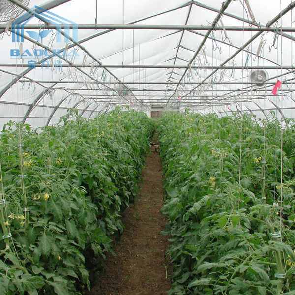 Buy Polytunnel Cooling System Tunnel Plastic Greenhouse With Circulation Fan at wholesale prices