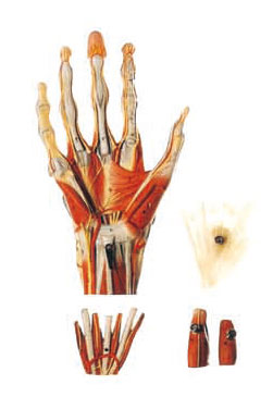 Muscles of hand Human Anatomy Model with main vessels and Nerves 42 position display