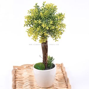 Mini Potted Plants for Sale