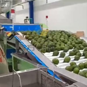 5TPH Automatic Avocado Oil Pressing Production Line with Horizontal Rotor
