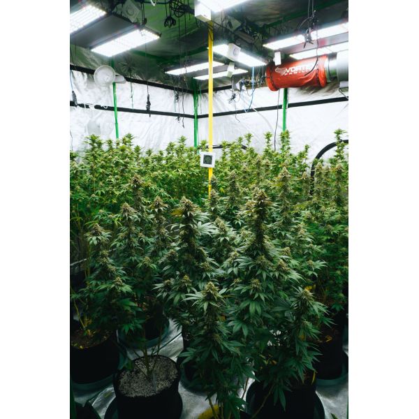 IR 730nm Meanwell Samsung 120W LM301H Quantum Board For 2X2ft Grow Tent