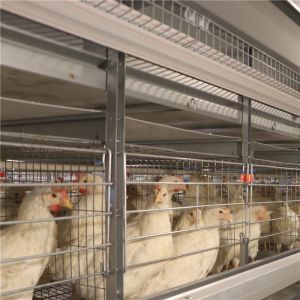 Antirust Egg Layer Chicken Cage with Feeding system drinking system