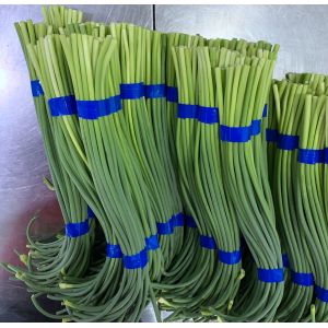 Length 45cm Fresh Garlic Bolt Garlic Sprout 10kgs/Carton
