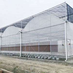 Tomato Commercial Hydroponic System Multispan Greenhouse With Climate Control