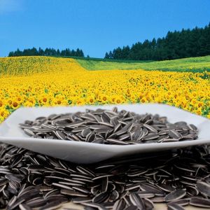 Hot sale 361/363/5009 ect. organic sunflower seeds with cheap price in 2023 from