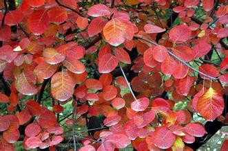 Buy Fisetin (boxwood extract) 50% HPLC  CAS No.: 528-48-3  natural Analgesic at wholesale prices