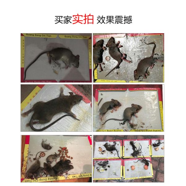 210mm Single Row 3000pcs Fly Trap Board Machine For Insect Control