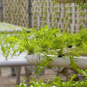 Commercial Film Greenhouse With Hydroponics Cultivation Custom