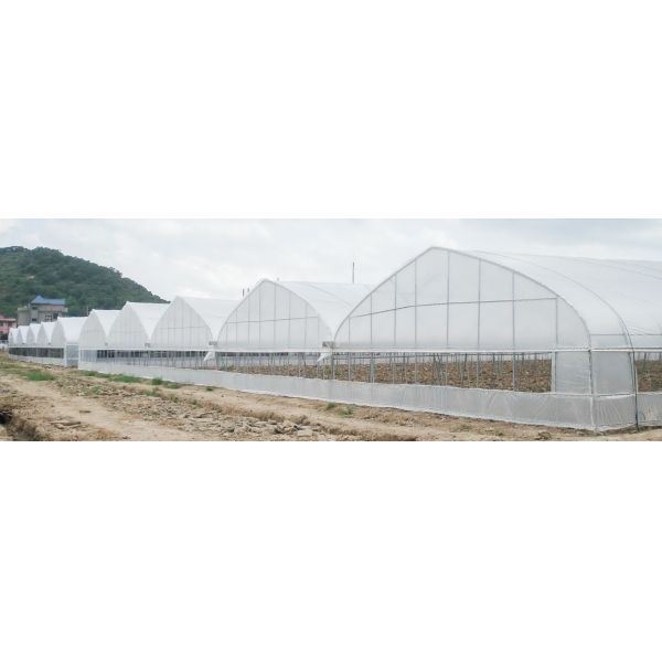 Uv Resistant Multi Span Greenhouse 100 Meter Length For Fruits Vegetables