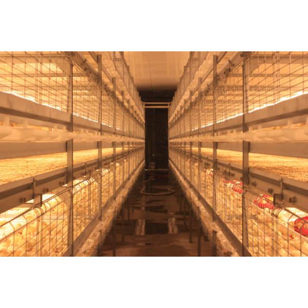 Galvanized Steel Poultry House with Gable Roof and Bolts Connection