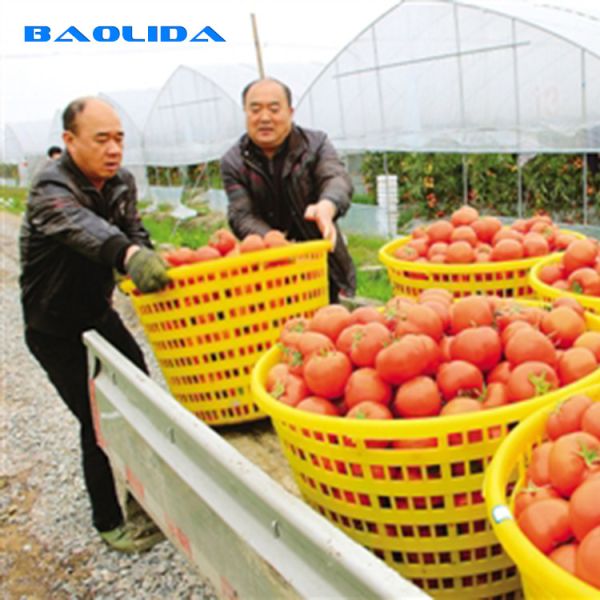 Steel Structure Polythene Tunnel 4 Mil Plastic Sheeting Greenhouse