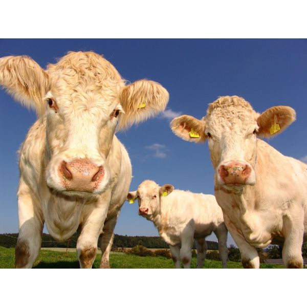 New Animal Feed Additive Organic Chromium Amino Acid Chelate Chromium Picolinate mineral supplement