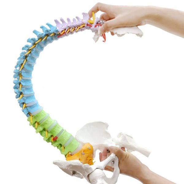 Buy Pelvis Femur Heads Anatomical Skeleton Model Life Size Flexible at wholesale prices