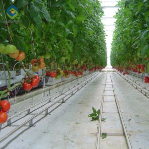 Garden Transparent 12m Flower PC Sheet Greenhouse