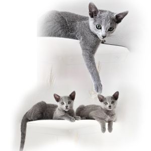 Wall-Mounted Cat Shelf Modern Metal Cat Room Seat with Pre-Drilled Installation