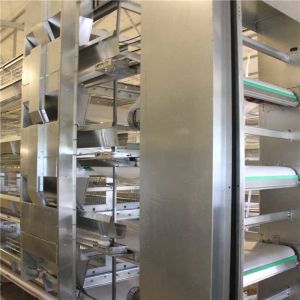 China Mechanical Livestock Farming Equipment , Manure Removal Battery Cage System on sale