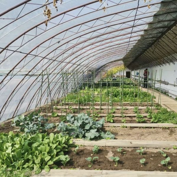 Aquaponics Hydroponics Growing System Vegetable Production Greenhouse