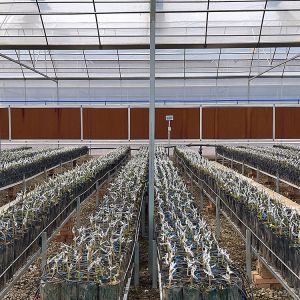 Clear Plastic Grow Tunnel / Agriculture Farm Plastic Tunnel Greenhouse