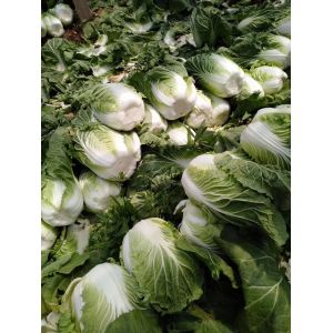 Quality Milky Juice Organic Chinese Cabbage With Clean And Smooth Surface for sale
