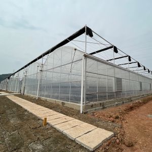 Prefabricated Tomato Tunnel Multi Span Greenhouse Different Vegetables Support