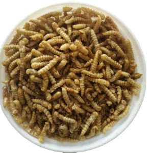 Quality Natural Mealworms Fish Food Sourced from s Finest Ingredients for sale