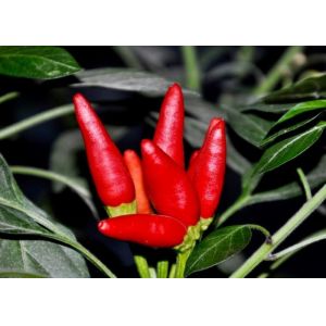 MUI Tianjin Red Chilies Authentic Red Chilli Pods Single Herb