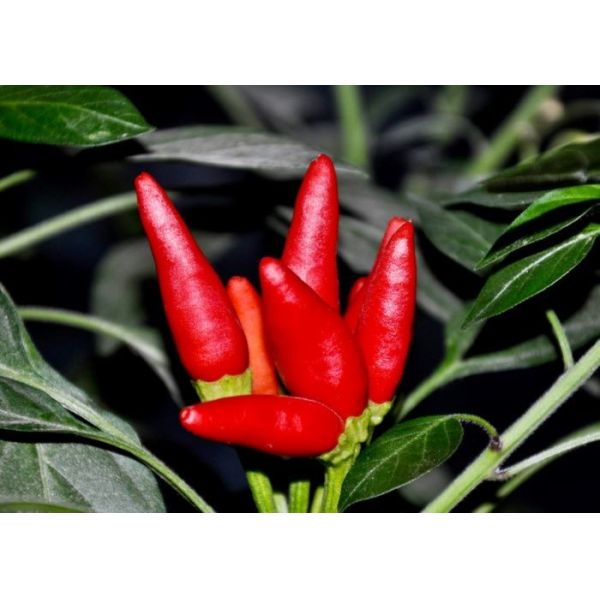 Buy Stemless Bullet Head Chili Dehydrated Chaotian Sun Dried Red Peppers at wholesale prices