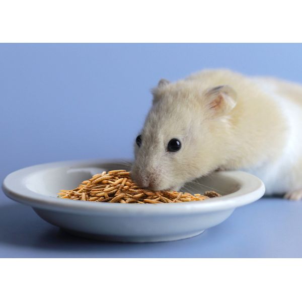 B2B Buyers Delight Nutritious Black Soldier Fly Meal from