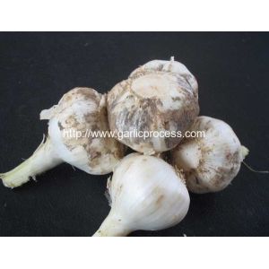 Automatic Discharging Fresh Garlic Root and Leaf Cutting Machine