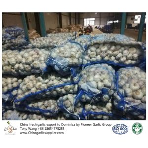 Garlic to Dominica with mesh bag package.