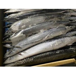 Cololabis Saira Sea Frozen Pacific Saury All Size