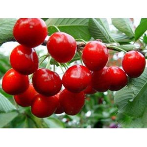 Pure Natural Cherry Extract/Pure Natural Acerola Cherry Extract