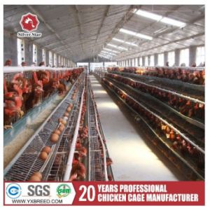 Customized Multi Layer Poultry Cage Automatic Egg Collection Cages