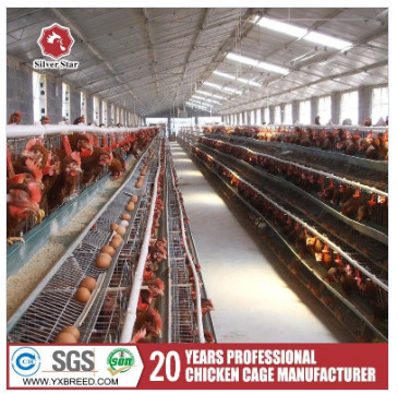 Buy Customized Multi Layer Poultry Cage Automatic Egg Collection Cages at wholesale prices