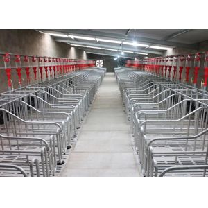 2.5mm Tube Piggery Farm Equipment Sow Pig Mating Hog Barn Supplies